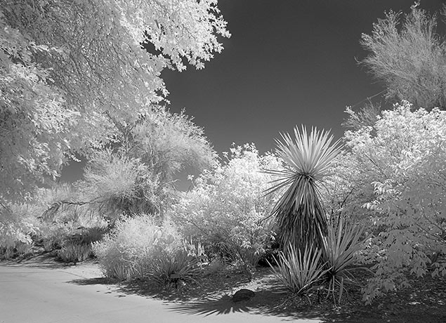 Path by Louis La Croix